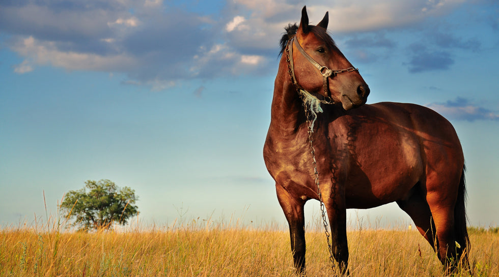 Tempora quae dolor cumque nemo libero suscipit quas quia nihil