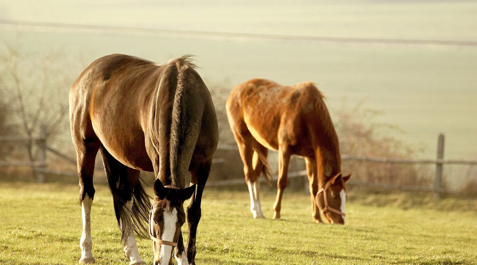 Repellendus consequuntur aut ullam